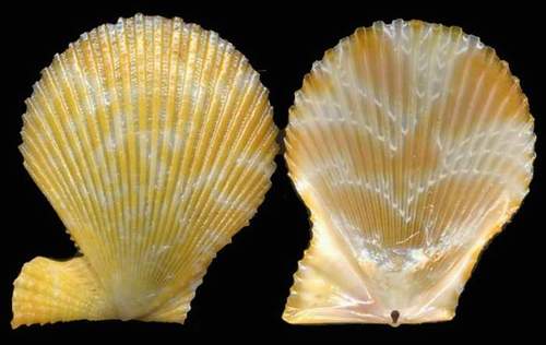 Mimaclamys varia